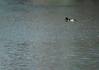 Barrow's Goldeneye (80)