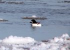 Barrow's Goldeneye (9)