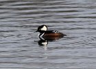 101Hooded Merganser (33)