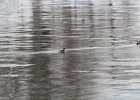 Hooded Merganser (10)