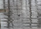 Hooded Merganser (11)