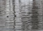 Hooded Merganser (12)