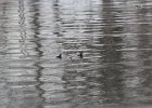 Hooded Merganser (13)