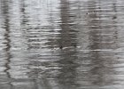 Hooded Merganser (14)