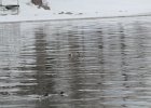 Hooded Merganser (15)