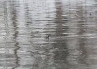 Hooded Merganser (17)