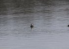 Hooded Merganser (2)