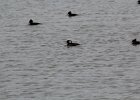 Hooded Merganser (25)
