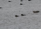 Hooded Merganser (26)