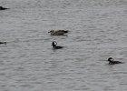 Hooded Merganser (27)