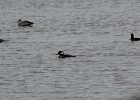 Hooded Merganser (28)