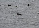 Hooded Merganser (29)