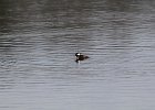 Hooded Merganser (3)