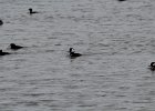 Hooded Merganser (31)