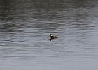 Hooded Merganser (4)