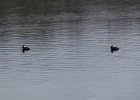 Hooded Merganser (6)