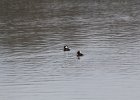Hooded Merganser (7)