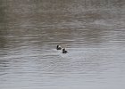 Hooded Merganser (8)