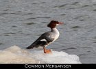 001 - 60 Common Merganser