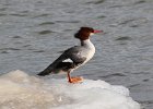 101Common Merganser