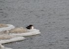 Common Merganser (11)