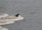 Common Merganser (12)