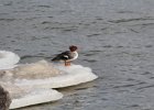 Common Merganser (13)