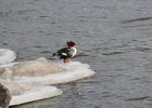 Common Merganser (14)