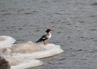 Common Merganser (15)