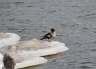 Common Merganser (16)