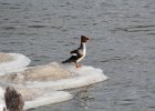 Common Merganser (17)