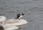 Common Merganser (18)