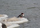 Common Merganser (19)