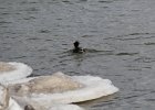 Common Merganser (20)