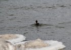 Common Merganser (21)