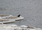 Common Merganser (5)