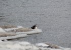 Common Merganser (6)