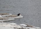 Common Merganser (7)