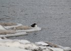 Common Merganser (8)