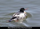 001 - 61 Red-breasted Merganser