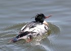 101Red-breasted Merganser