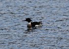102Red-breasted Merganser