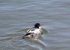 Red-breasted Merganser (16)
