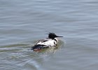 Red-breasted Merganser (17)