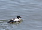 Red-breasted Merganser (18)