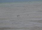 Red-breasted Merganser (2)