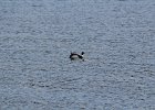 Red-breasted Merganser (6)