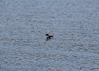 Red-breasted Merganser (7)