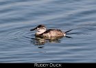 001 - 63 Ruddy Duck
