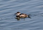 101Ruddy Duck (23)